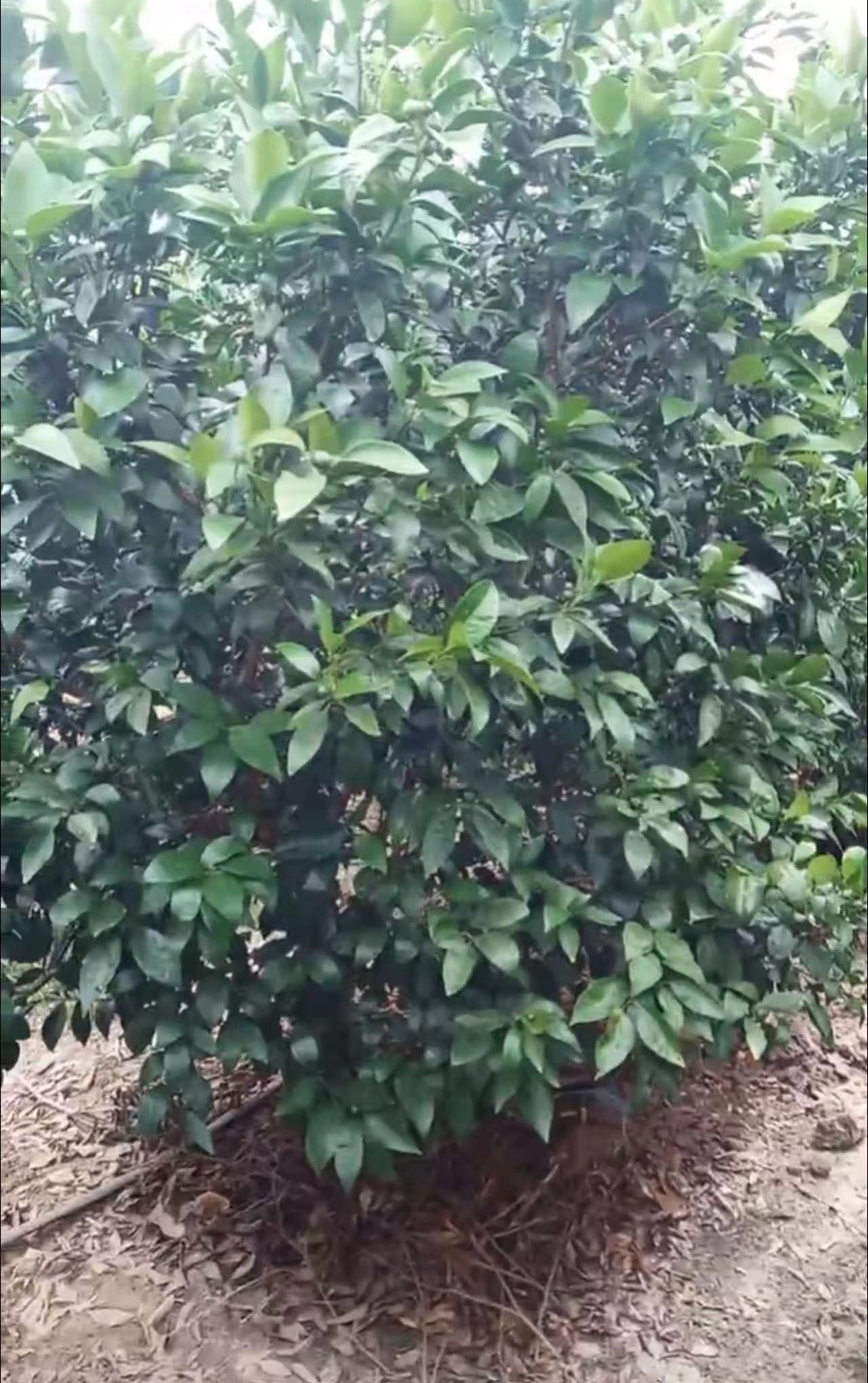 象州县果树转绿，果农来年丰收在望！